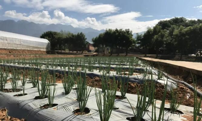 如何撰写植物大葱的名片？名片上应包含哪些信息？
