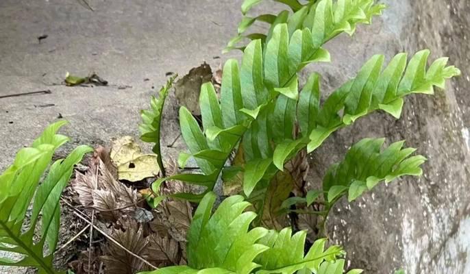 房顶适合摆放哪些植物？如何维护？