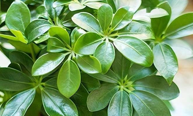 房顶适合摆放哪些植物？如何维护？