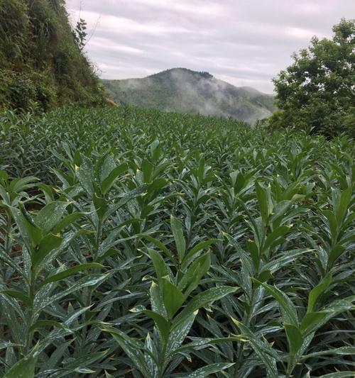 一亩地种植百合需要多少棵？