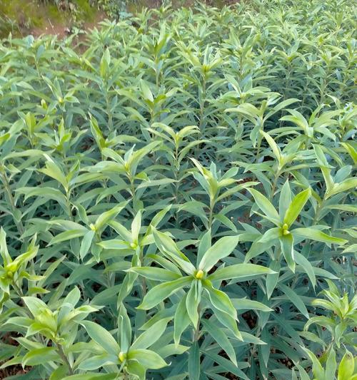 一亩地种植百合需要多少棵？