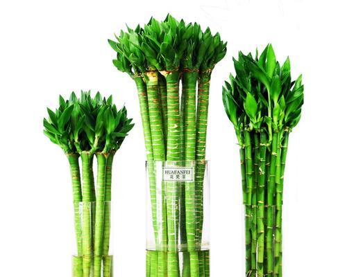 竹子可以接哪些花卉种？竹子接花卉种的养殖方法是什么？