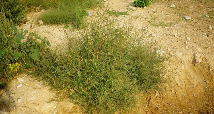 什么植物是碱性的？碱性植物对环境有何影响？