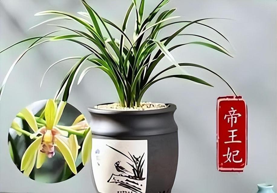 帝王花盆栽兰花的养护技巧是什么？如何保持其健康生长？