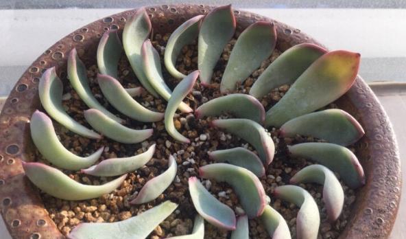 多肉植物雨燕座的养殖方法是什么？需要注意什么？