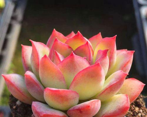 多肉植物雨燕座的养殖方法是什么？需要注意什么？