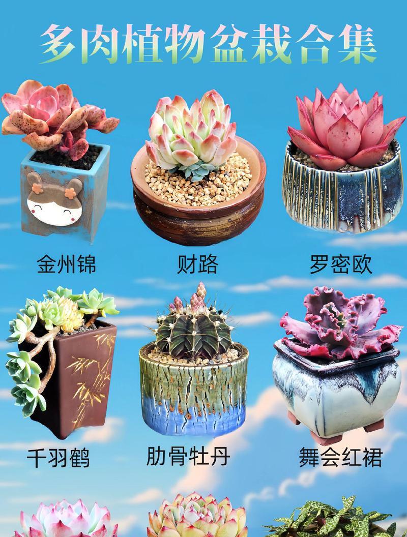 多肉植物雨燕座的养殖方法是什么？需要注意什么？