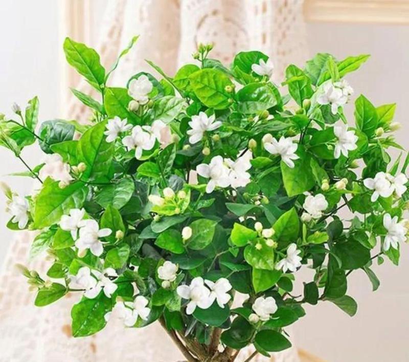 春夏季节哪些花卉好养易开花？如何养护这些花卉？