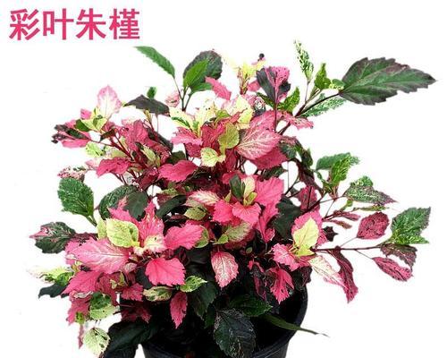 彩叶朱槿植物的养护方法是什么？常见问题有哪些？