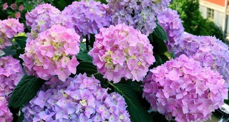 在家种植哪些花卉可以食用？种植这些花卉需要注意什么？
