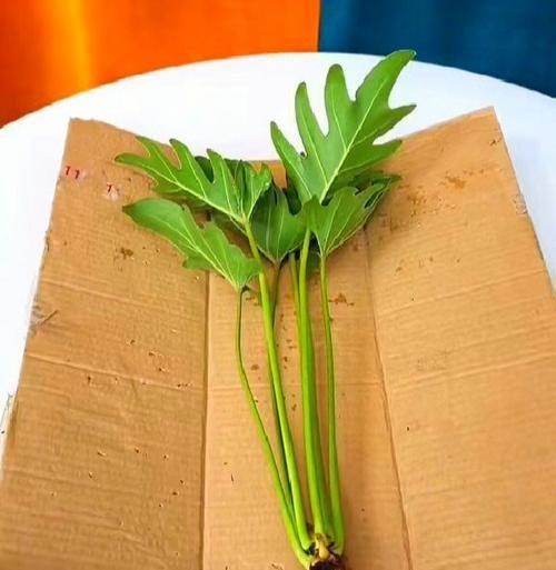厕所适合放置哪些植物？它们有什么好处？