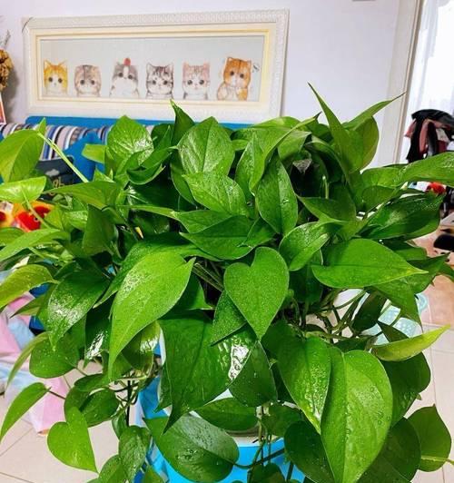 厕所适合放置哪些植物？它们有什么好处？