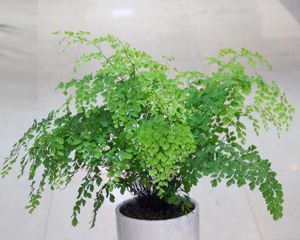 厕所适合放置哪些植物？它们有什么好处？