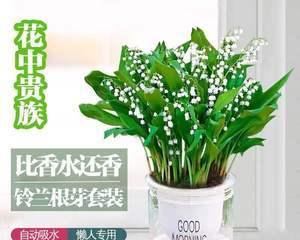 雏菊盆栽水培的正确方法是什么？如何保持其健康生长？