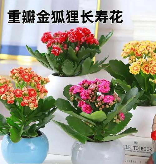 好看耐养活的花卉品种有哪些？哪些花卉既美观又容易照料？
