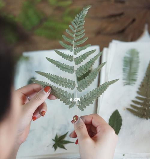 庆典场合适合的植物饮料有哪些？它们的制作方法是什么？