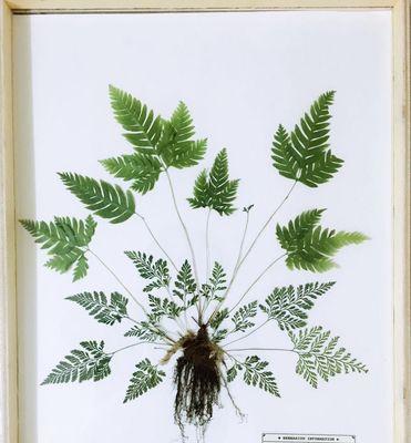 画植物标本创意怎么画？如何绘制出独特的植物标本？