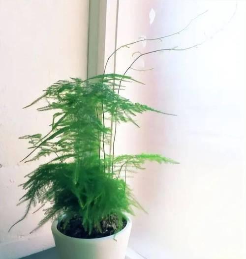 什么植物爬着长高？爬藤植物的生长特点是什么？