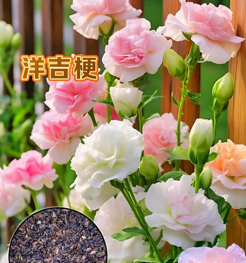 哪些玫瑰花卉种子可以开花？如何正确种植？