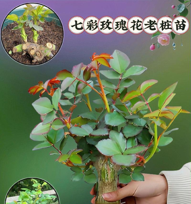 花苗室内盆栽怎么养护好？室内花苗的正确养护方法是什么？