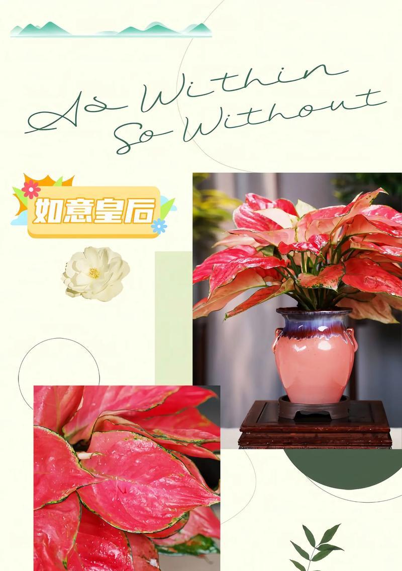 吉利红与万年红花卉有何不同？它们的特点是什么？