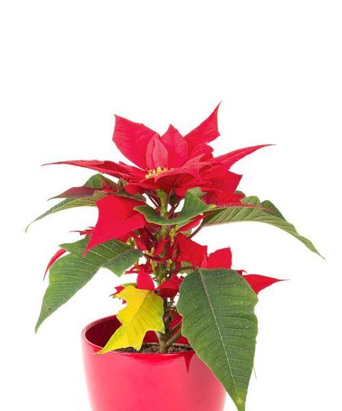 吉利红与万年红花卉有何不同？它们的特点是什么？