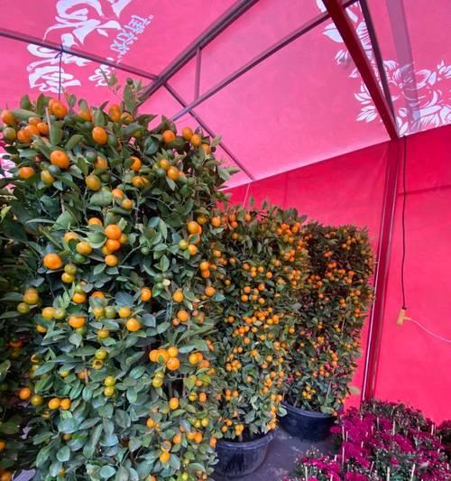 广西玉林地区适合种植哪些花卉？