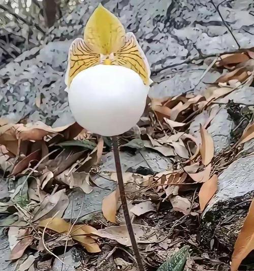 奇特植物有哪些特殊功能？