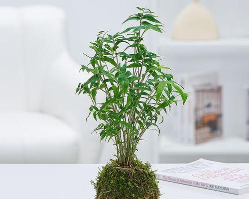 苔藓造型盆栽有哪些植物？苔藓盆栽的养护和设计技巧是什么？