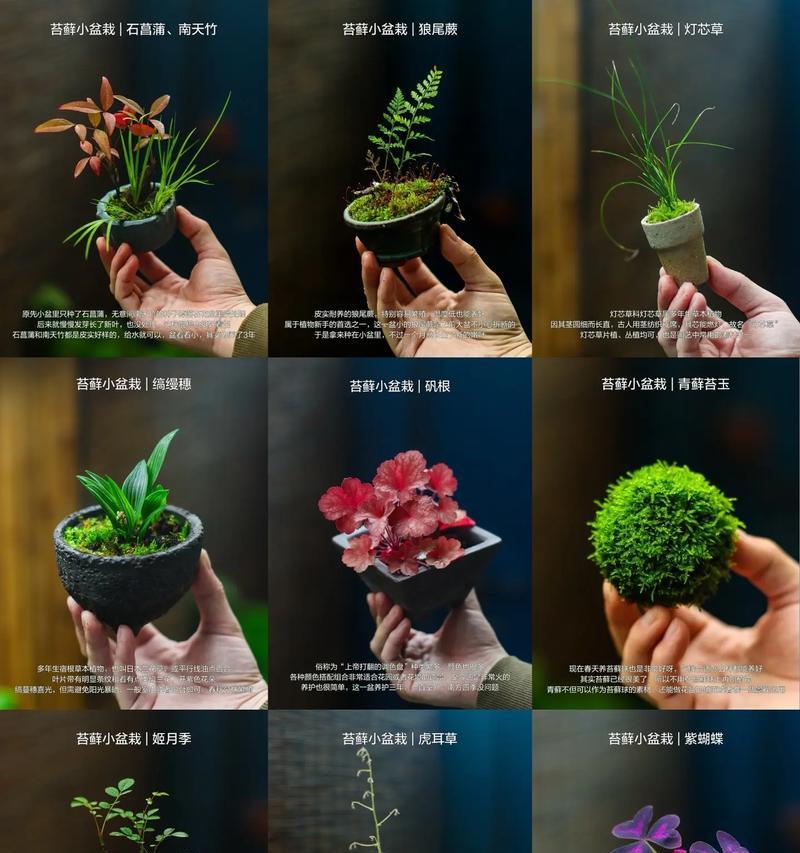 苔藓造型盆栽有哪些植物？苔藓盆栽的养护和设计技巧是什么？