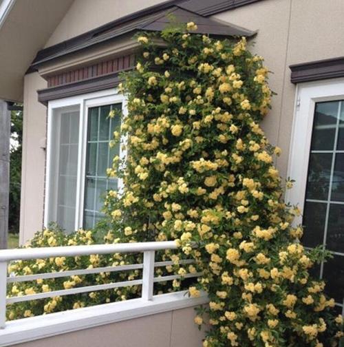 休闲花园适合哪些花卉种类？如何打造美丽的休闲花园？