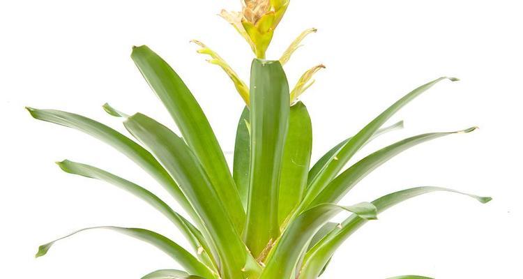 美人铁植物如何正确修剪？修剪后的效果如何？