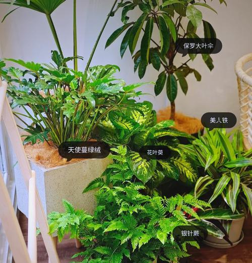 美人铁植物如何正确修剪？修剪后的效果如何？