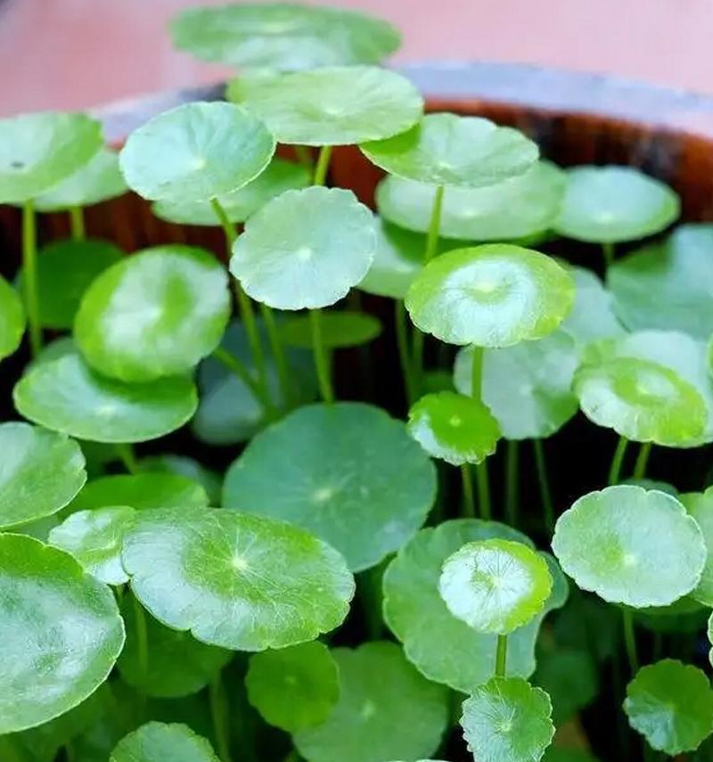 冬季求生植物怎么养？有哪些注意事项？
