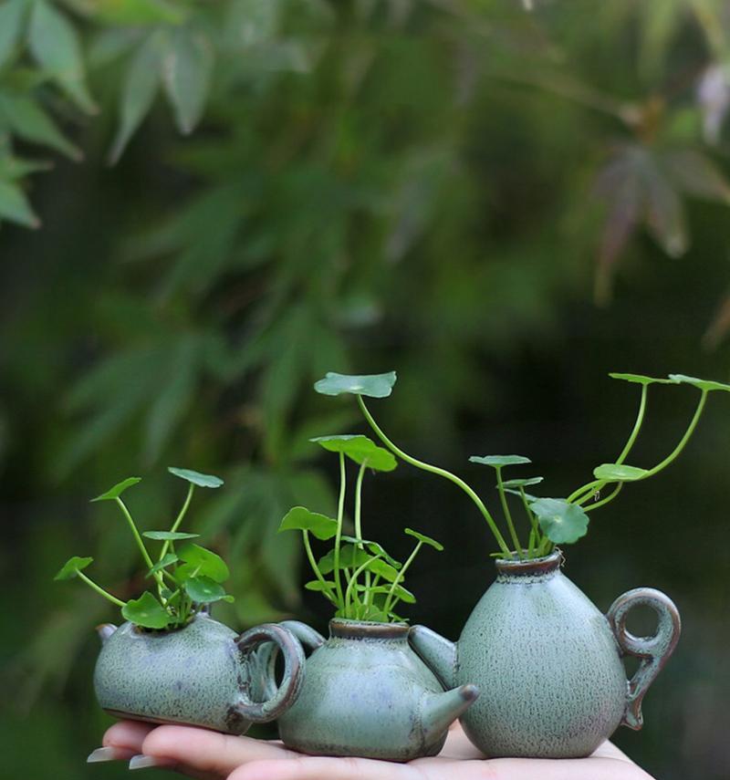 冬季求生植物怎么养？有哪些注意事项？