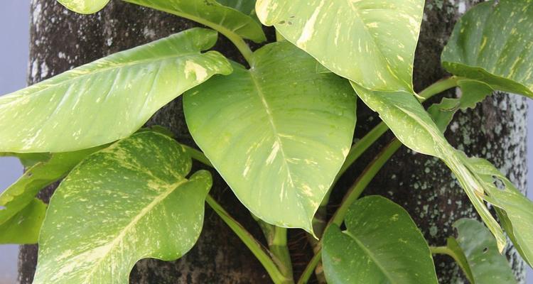 花卉绿植盆栽常见虫害有哪些？如何防治这些虫害？
