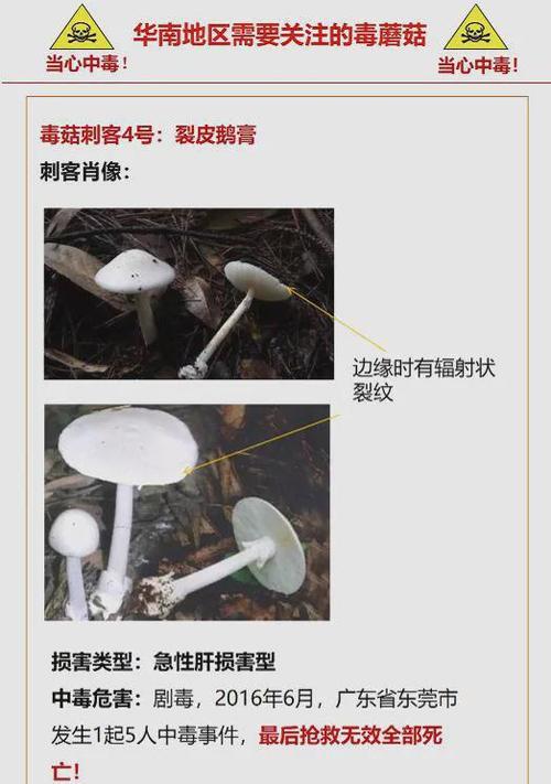 哪些常见植物含有毒素？如何避免植物中毒？