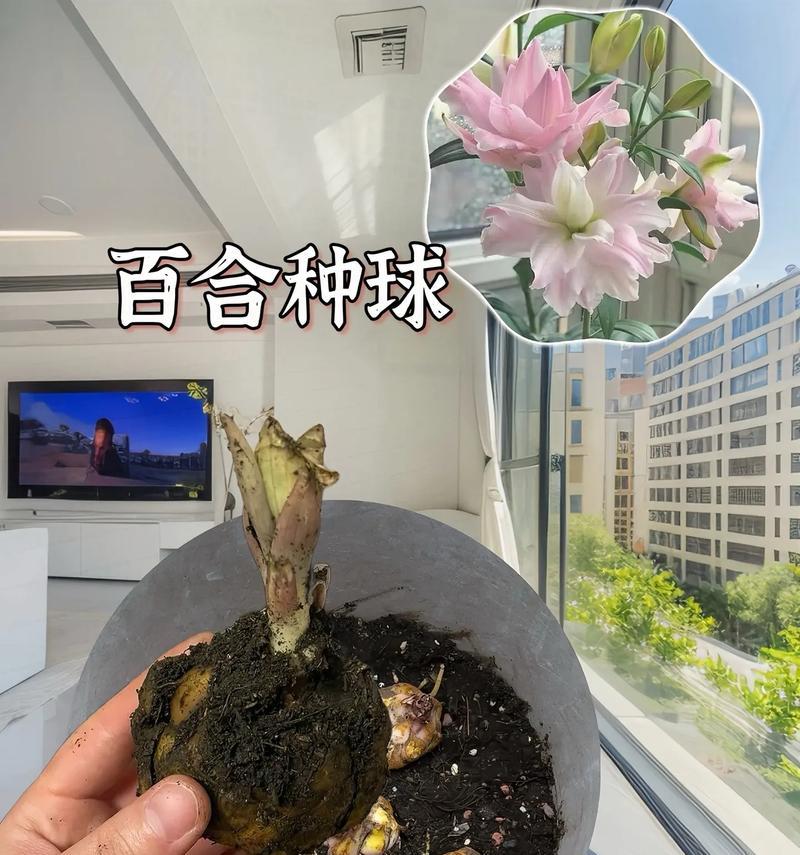 百合种球如何用纯水种植？纯水种植百合的步骤是什么？