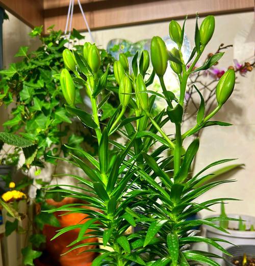 百合种球如何用纯水种植？纯水种植百合的步骤是什么？