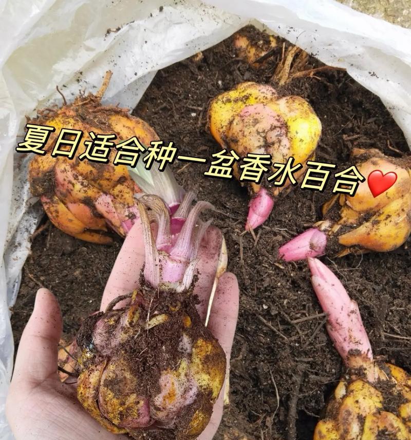 百合种球如何用纯水种植？纯水种植百合的步骤是什么？
