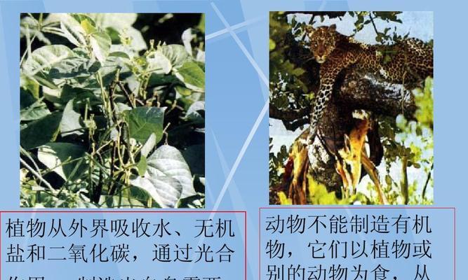 植物生产特征有哪些？如何识别？