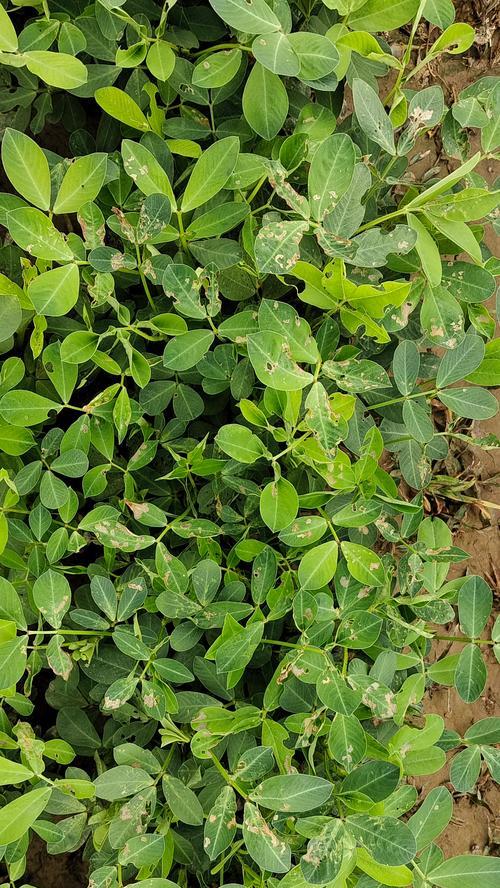 植物常见的病虫害有哪些？如何防治？
