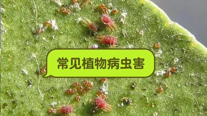 植物常见的病虫害有哪些？如何防治？