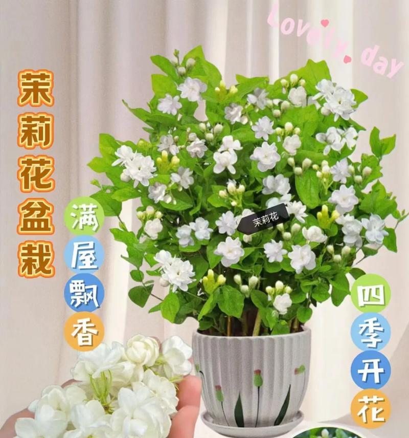 小型茉莉盆栽养护技巧有哪些？