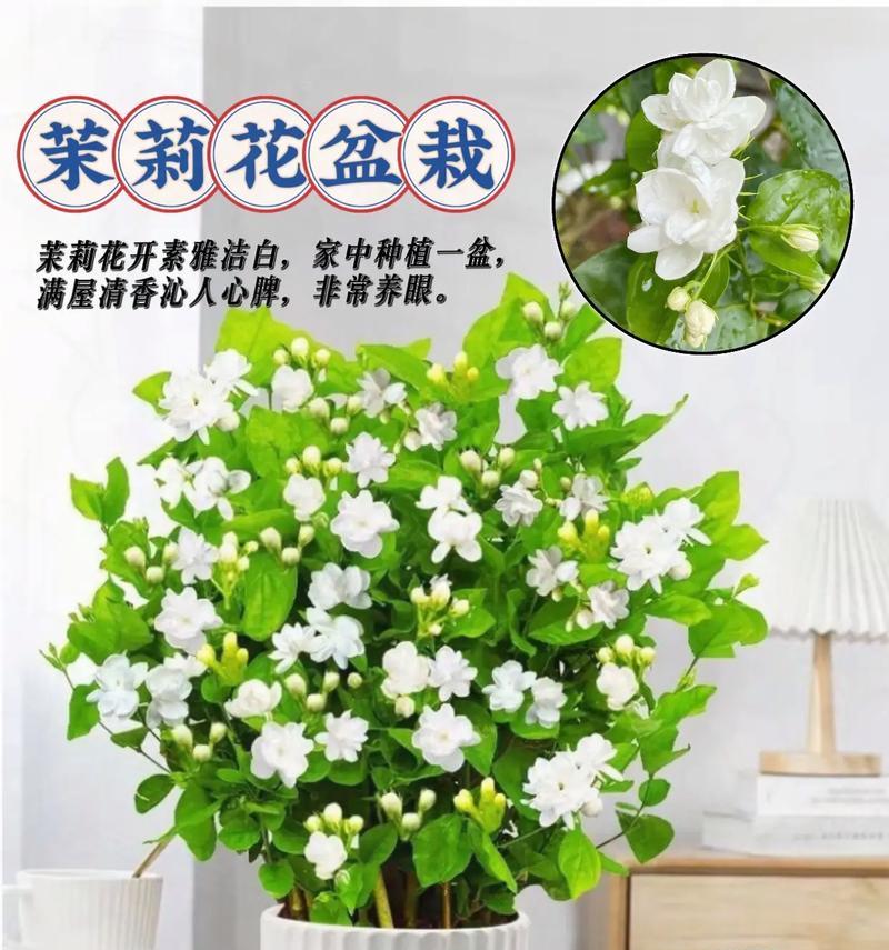 小型茉莉盆栽养护技巧有哪些？