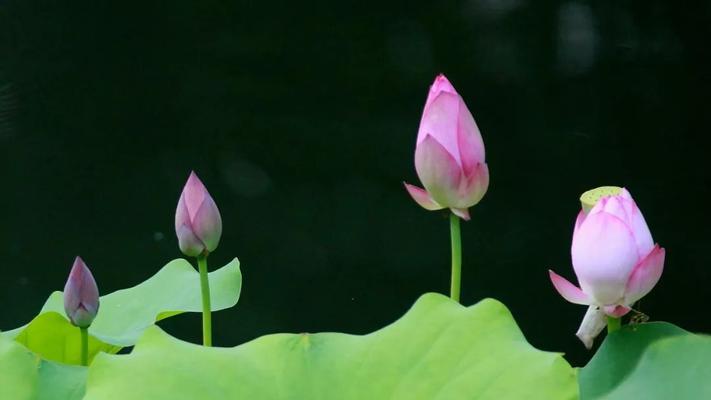 顾清荷自居的花卉是什么？为何选择这种花卉？