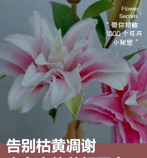 莲花雅致重瓣百合怎么养护？养护过程中应注意什么？