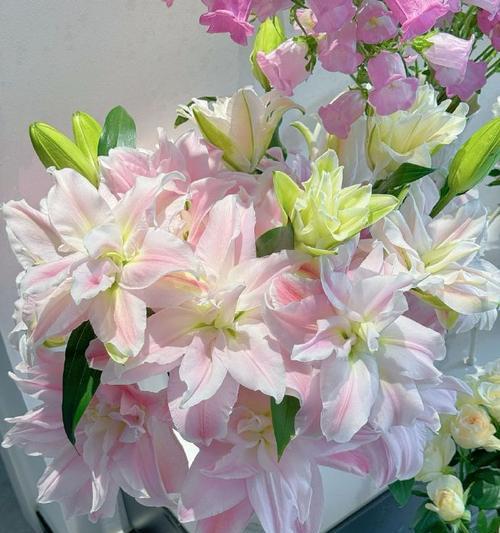莲花雅致重瓣百合怎么养护？养护过程中应注意什么？