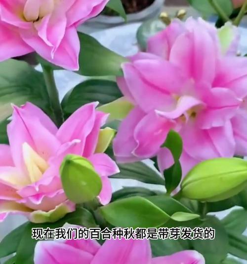 莲花雅致重瓣百合怎么养护？养护过程中应注意什么？