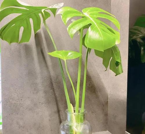 土培大型盆栽养护需要注意什么？